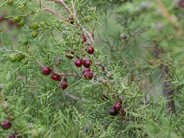 <h3><a href="/trips/kreta/biota/plantae/tracheophyta/pinopsida/pinales/cupressaceae/juniperus phoenicea/juniperus phoenicea-nl.html">Juniperus&nbsp;phoenicea</a> / Phoenician&nbsp;juniper / </h3>OM-1 Mark II met OLYMPUS M.150-400mm F4.5, 1/500 sec  bij F6.3, ISO 2000, afstand 4.22&nbsp;m